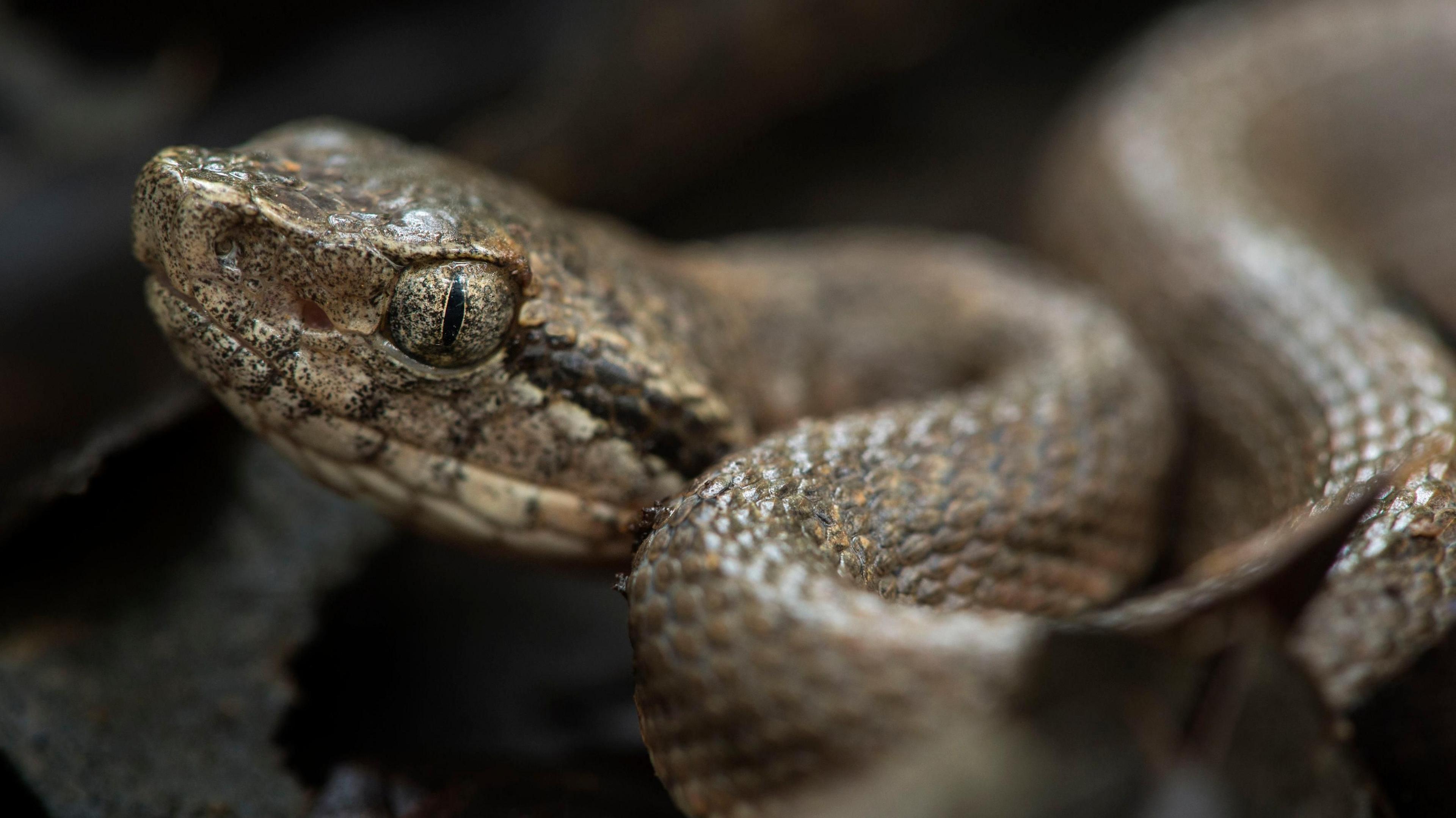 A venemous Saint Lucia fer de lance snake stares with one eye at the camera. It is light brown speckled with gold and black, covered in scales.