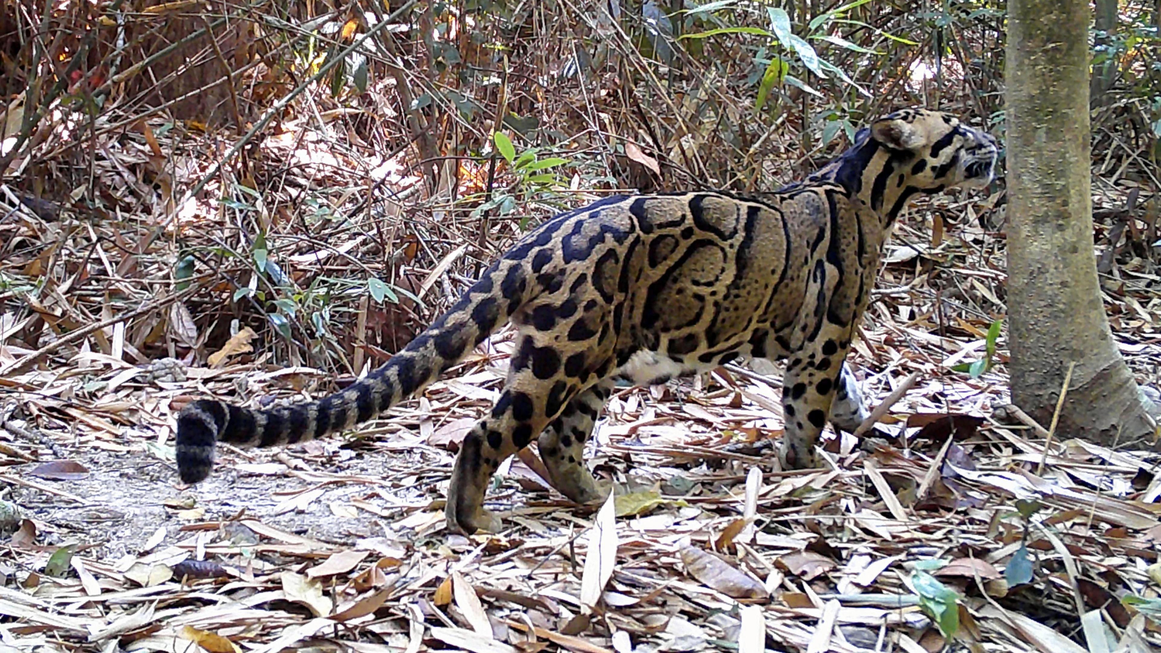A brown and black Clouded leopard with patterned fur is walking through some trees.
