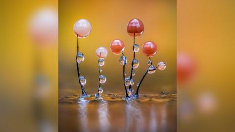A close up image of some slime mould. The sporangium have red and white heads, and there are water droplets stuck to them.