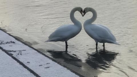 Two swans have their heads pushed together in a way that makes heart shape. The steps down to the river they are standing in is dusted with snow.