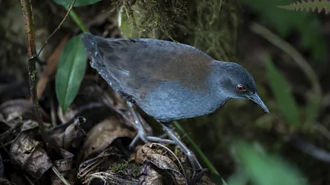 A Galapagos rail perches amid dead leaves and strands of moss on Floreana island (Credit: Carlos Espinosa)