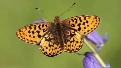 A butterfly with yellow and black markings is pictured perched on a bluebell. 