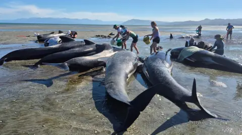 Volunteers surround nearly a dozen pilot whales, pouring buckets of water to keep them cool