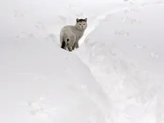 Felino invernal. Un gato camina por la nieve en Pajares, Asturias. El temporal sobre Espa&ntilde;a dificulta el transporte terrestre.