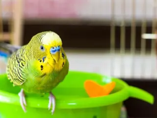 En el caso de optar por colocar una bañera en la jaula, se debe cambiar el agua cada 2 horas para retirar posibles residuos y sucieda del agua.