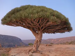 Árbol de la sangre del dragón en Socotra.