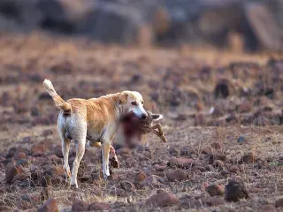 Los perros con habilidades especiales para cazar, socializar con otros perros y generar resistencia a enfermedades son los únicos que podrían adaptarse y sobrevivir a un mundo sin nosotros.