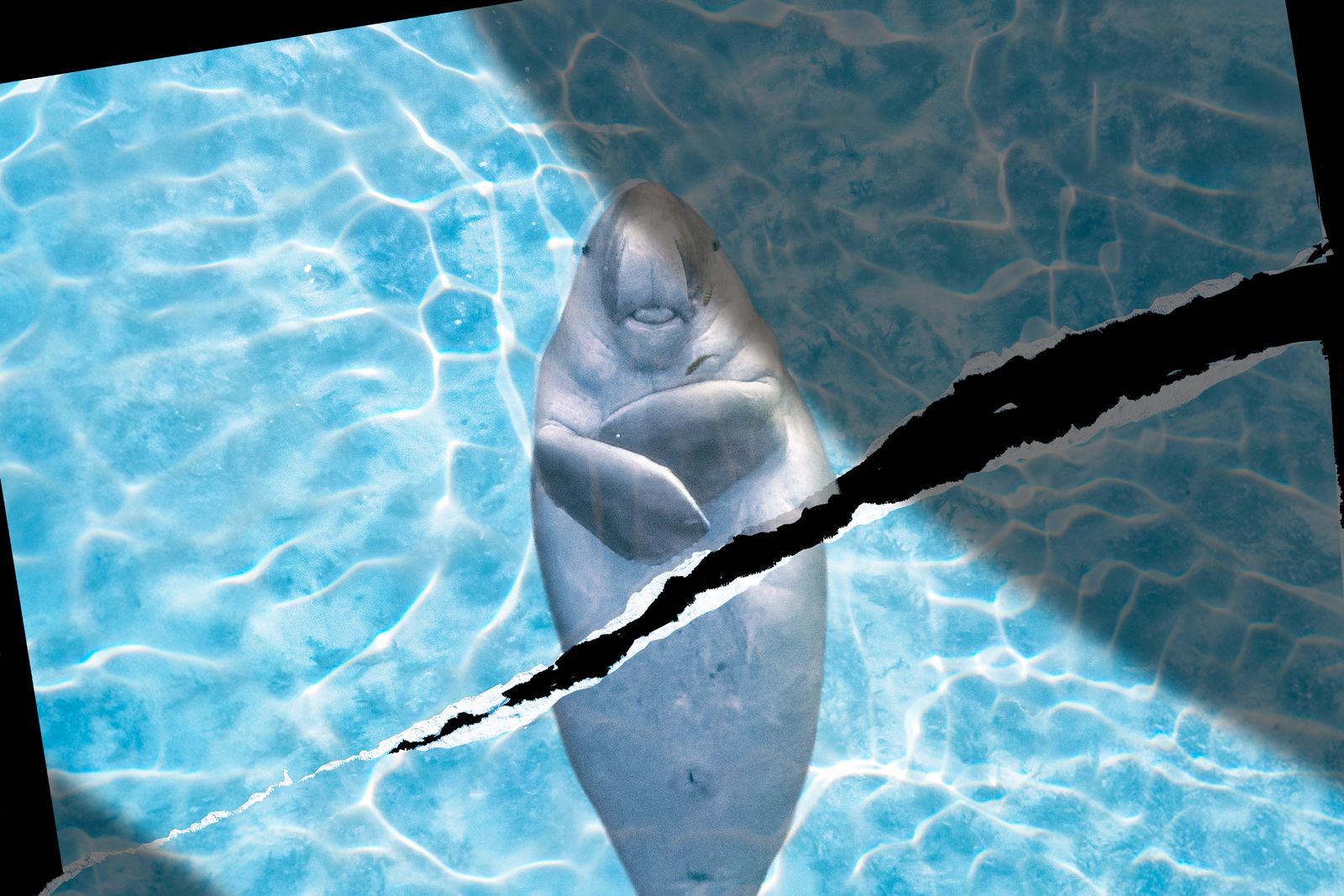 Per la fauna marina nello stretto di Hormuz non c'è tregua dalla guerra