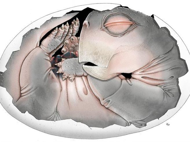 Gli antenati dei mammiferi deponevano le uova e lo abbiamo scoperto grazie a un fossile che ha 250 milioni di anni