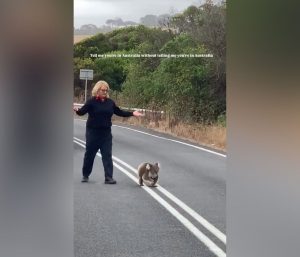 Koala cruza una carretera